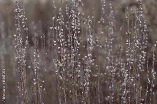 Wallpaper Mural dry autumn flowers background Torontodigital.ca