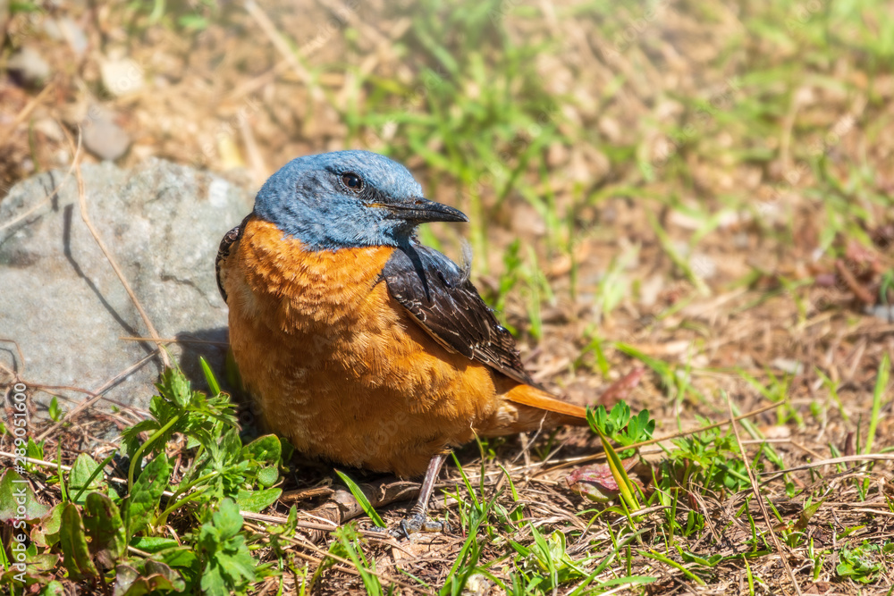 Cute orange bird redstart perched on the ground. Adult male Common redstart