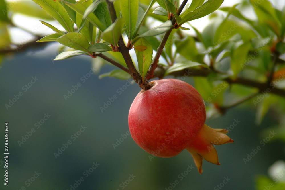 Obraz premium Branch with pomegranate fruits
