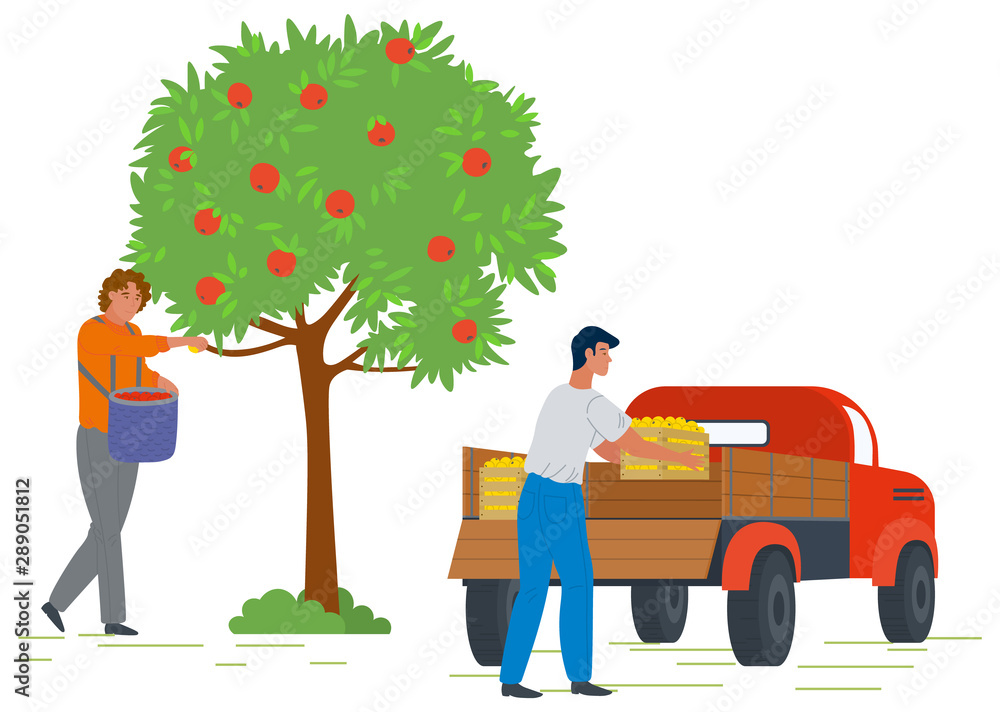 Male gardener picking fresh ripe red apples from tree and putting in basket. Man loading truck with fruit boxes. Harvesting concept vector Illustration. Pick apples concept. Flat cartoon - obrazy, fototapety, plakaty 