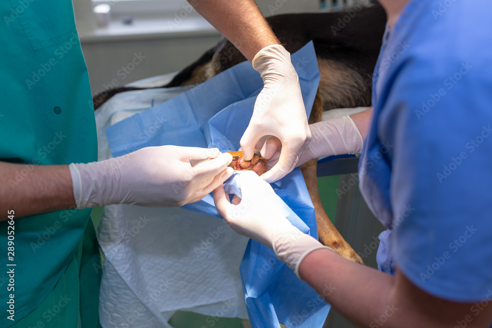 Veterinarian doctor and female assistant performing a surgery on an animal at clinic