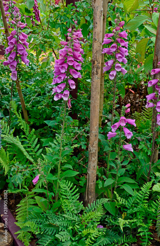 A close up detail of a garden border with Digitalis Foxgloves and ferns