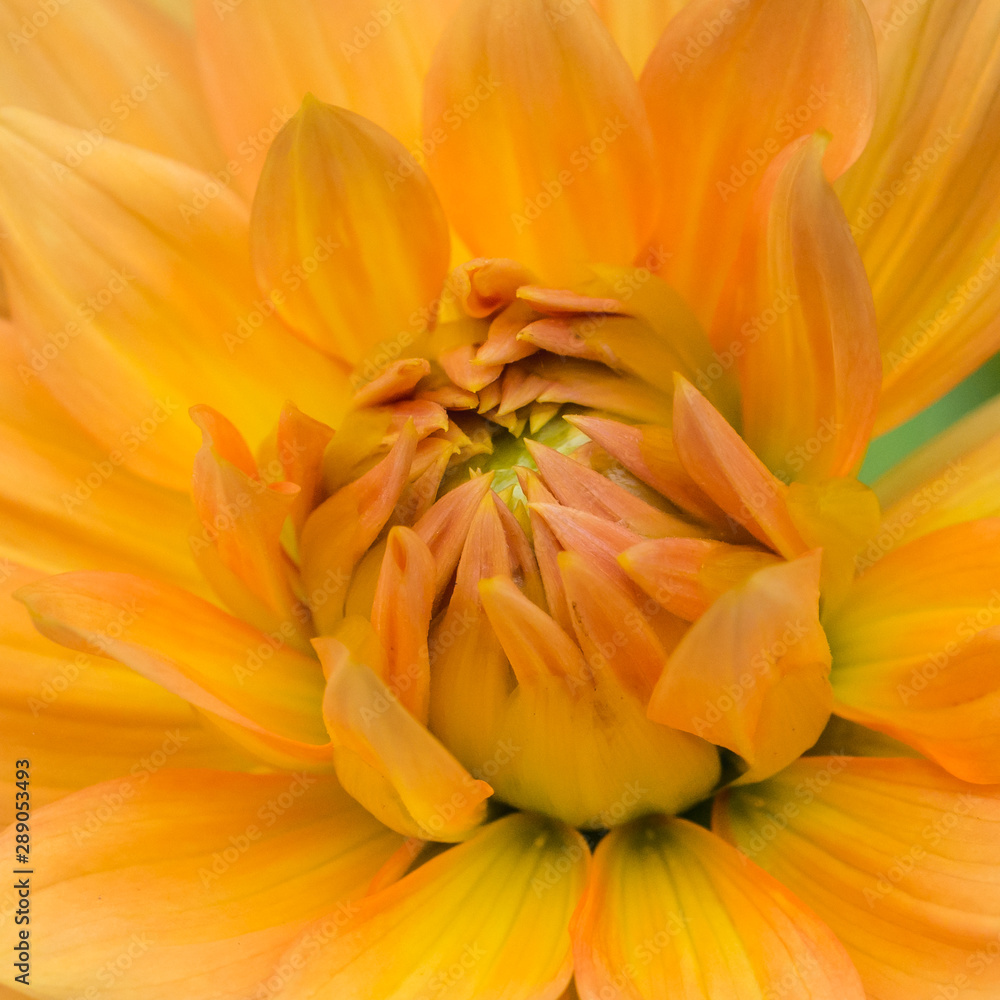 Obraz premium Orange Dahlia