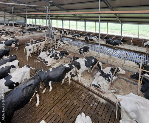 Cows in modern stable. Farming Netherlands