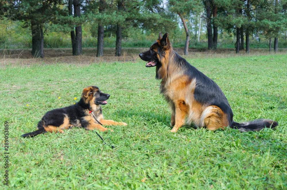 Large and small: dog behavior. Cute german shepherd puppy and large adult male german shepherd dog looking at each other.