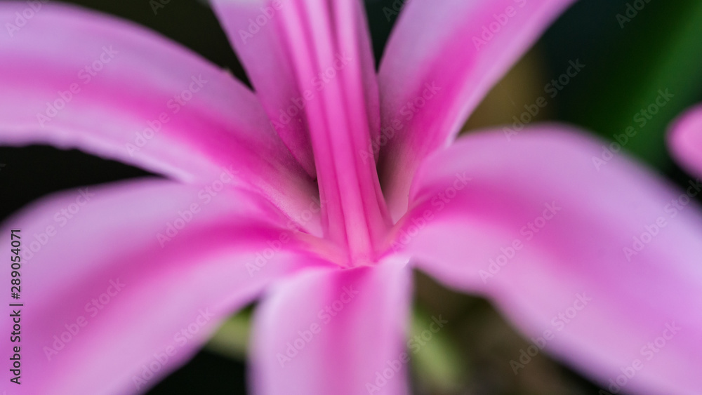 Abstract Beauty Abstract Beauty