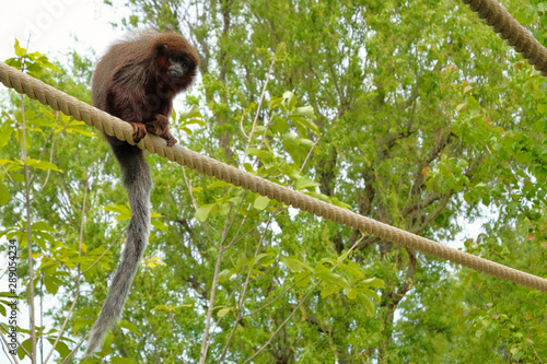 Картината върху платно Red titi monkey climbing on a branch in natural habitat