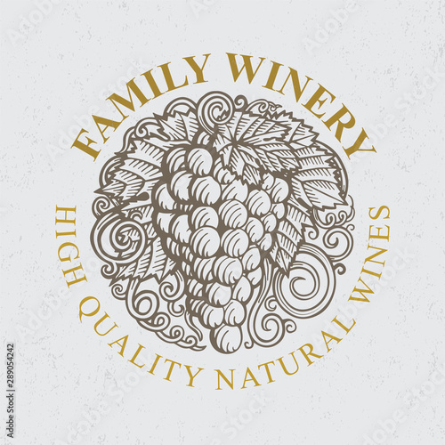 Grape. Hand drawn grape and vine engraving style illustrations set. Bunch of grapes vector design element. Grape and vine logo and background. Wine theme grape and vine vintage style ornament. Part of