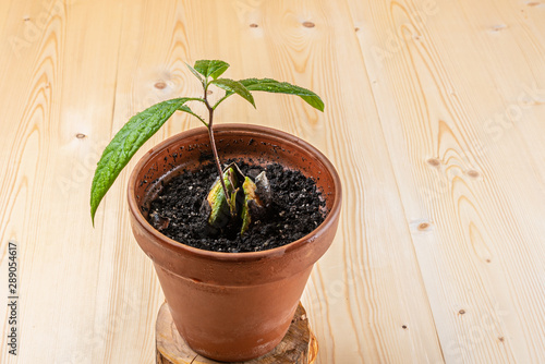 Avocado seed in a pot for germination on a wooden background 