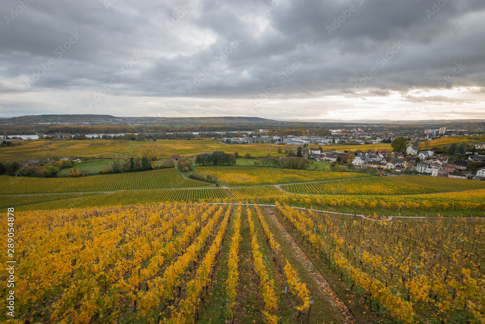 View to middle rhine valley across autumnal coloured vineyards