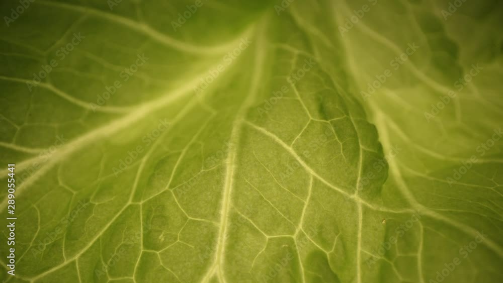 Closeup Fresh organic green leaves lettuce salad plant in hydroponics vegetables farm system Closeup Fresh organic green leaves lettuce salad plant in hydroponics vegetables farm system