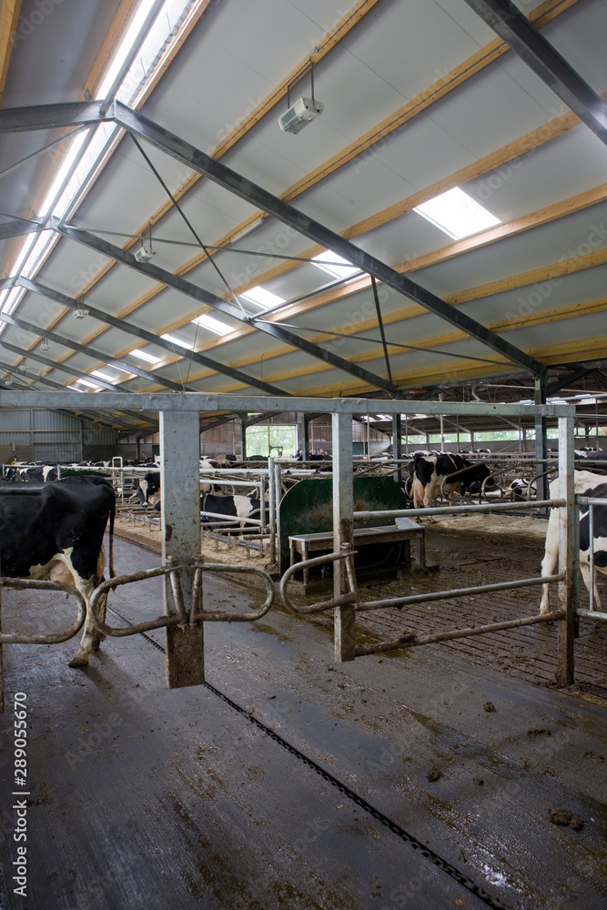 Cattle stable. Cows in modern stable Netherlands Cattle stable. Cows in modern stable Netherlands