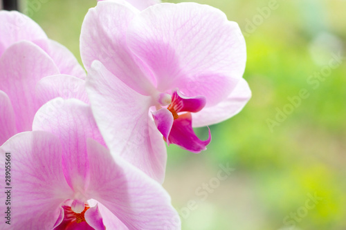 Beautiful tropical exotic branch with white, pink and magenta Moth Phalaenopsis Orchid flowers in summer on light green background