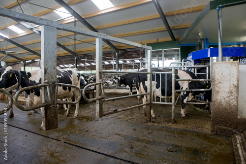 Cattle stable. Cows in modern stable Netherlands