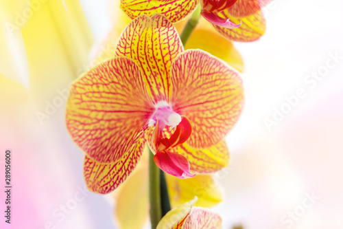 Beautiful tropical exotic branch with pink and yellow Moth Phalaenopsis Orchid flowers in summer in the forest on light background