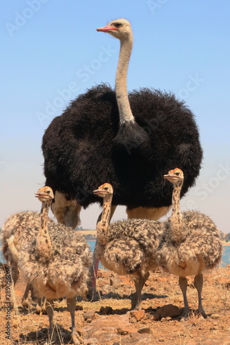 Straußen Vater mit Babies
