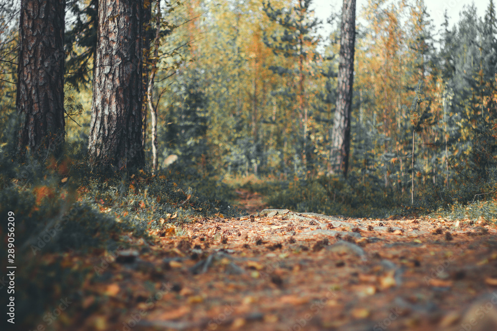 forest in autumn forest in autumn
