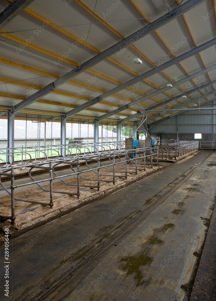 Cattke stable with sand at floor. Farming