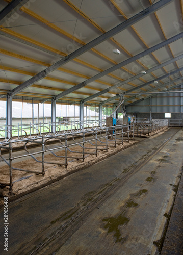 Cattke stable with sand at floor. Farming