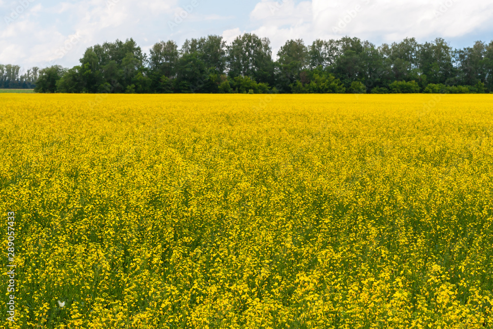 Bright yellow agricultural field against a background of dark trees in cloudy weather. Rapeseed field. Bright yellow agricultural field against a background of dark trees in cloudy weather. Rapeseed field.