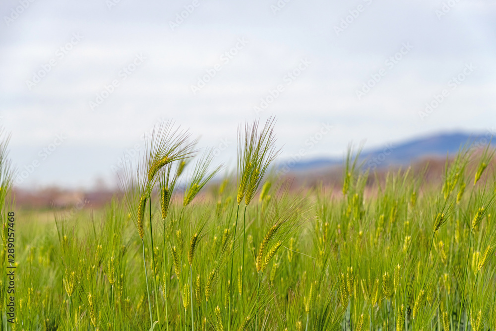 春の麦畑