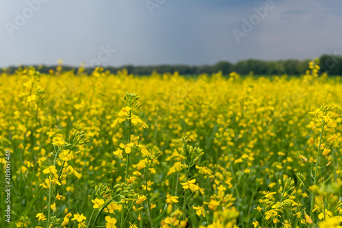 Blooming rapeseed close-up. Rapeseed field in cloudy weather.