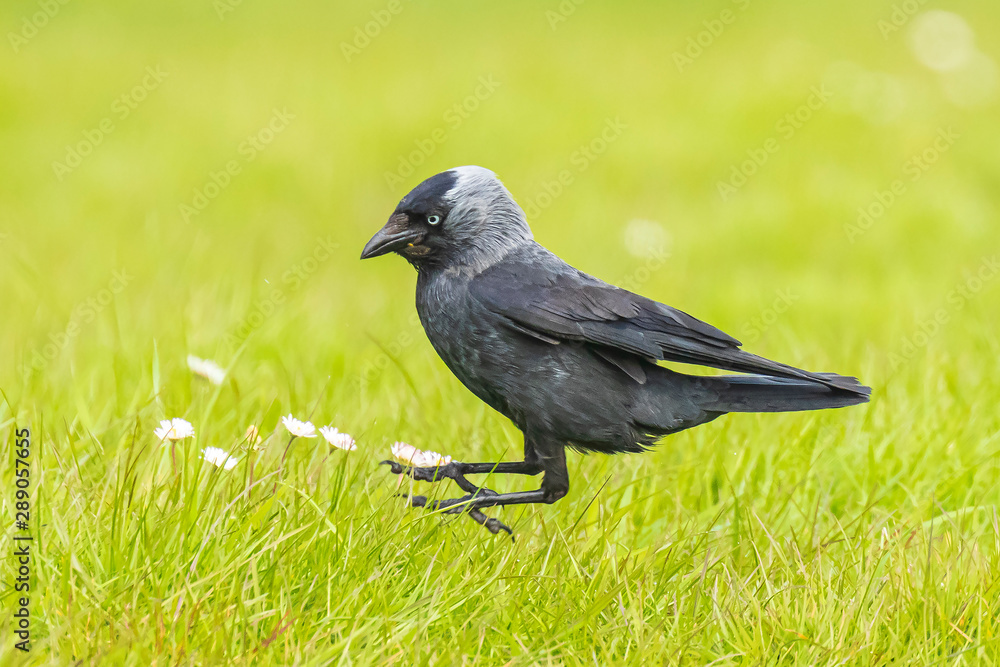 Closeup portrait of a Western Jackdaw bird Coloeus Monedula foraging in grass Closeup portrait of a Western Jackdaw bird Coloeus Monedula foraging in grass