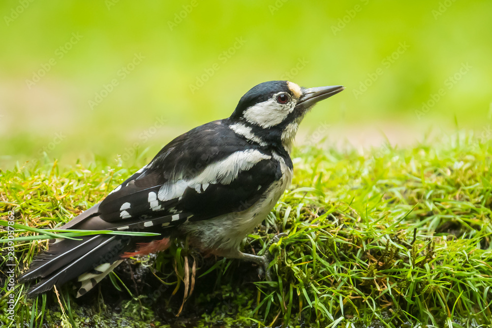 Closeup of a great spotted woodpecker (Dendrocopos major) perched in a forest Closeup of a great spotted woodpecker (Dendrocopos major) perched in a forest