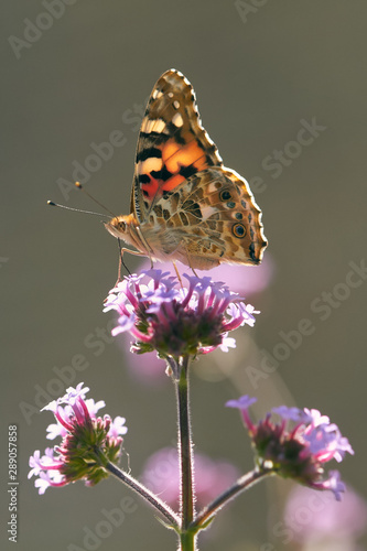 Thistle butterfly aka painted lady