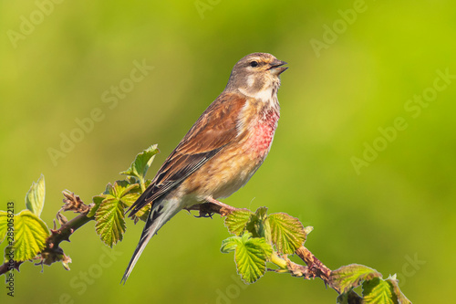 Linnet bird male, Carduelis cannabina singing