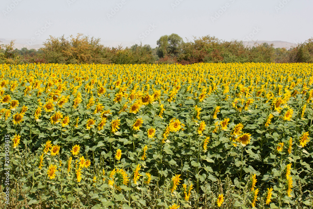 sunflower field landscape in summer
