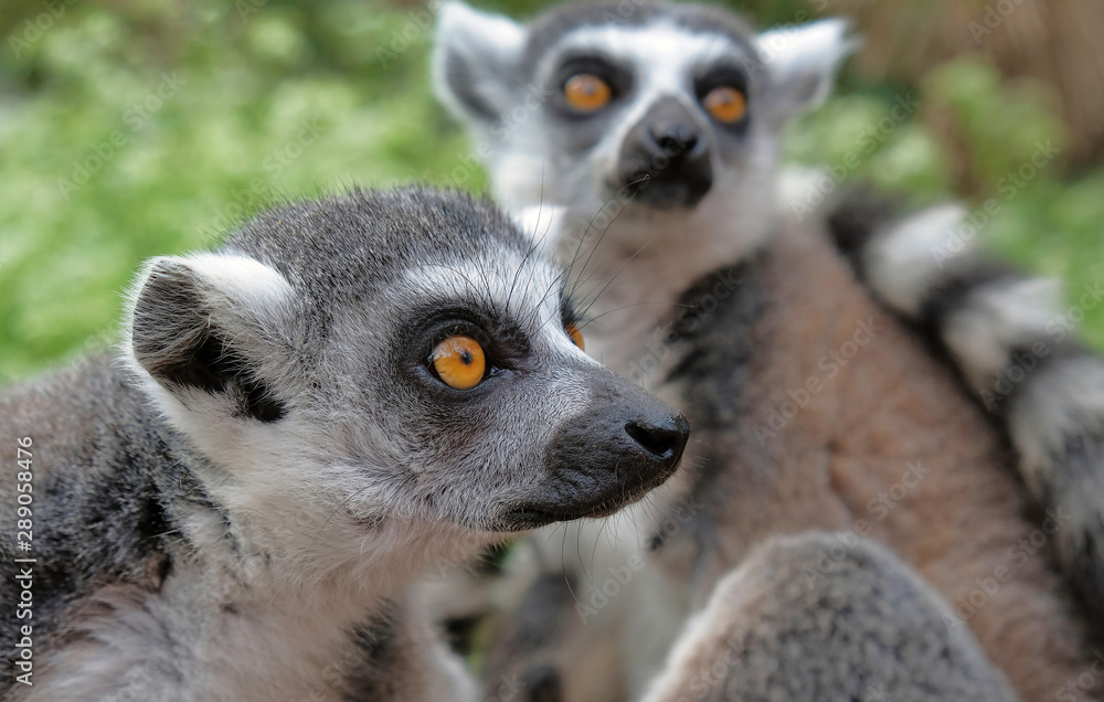 Obraz premium Ring tailed lemurs in the National Park in the island of Madagascar. Two young lemurs curiously came to see what is happening.
