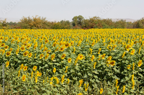 sunflower field landscape in summer © Kybele
