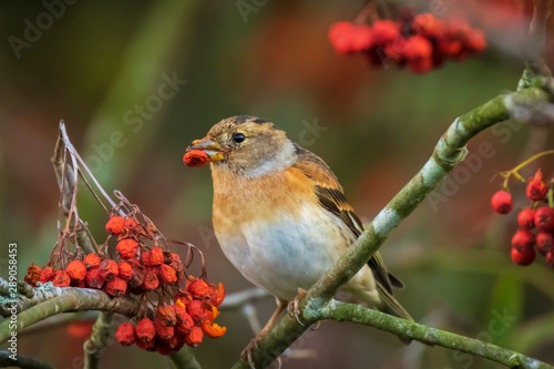 Brambling bird, Fringilla montifringilla, in winter plumage feeding berries © Sander Meertins