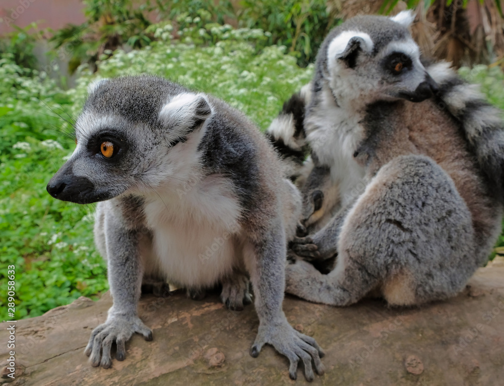 Fototapeta premium Ring tailed lemurs in the National Park in the island of Madagascar. Two young lemurs curiously came to see what is happening.