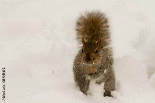 Squirrel in the snow in Canada