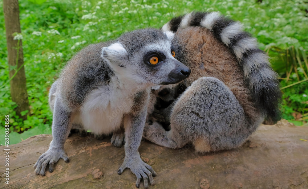 Obraz premium Ring tailed lemurs in the National Park in the island of Madagascar. Two young lemurs curiously came to see what is happening.