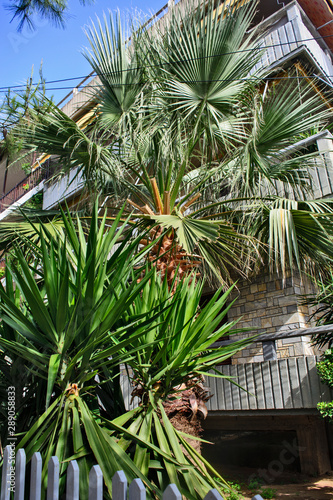 Palm trees in front of the apartment