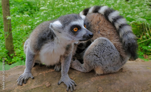 Ring tailed lemurs in the National Park in the island of Madagascar. Two young lemurs curiously came to see what is happening.