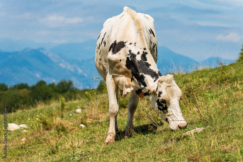 White and black dairy cow grazing in a green mountain meadow with sky and Alps in the background, Italy, Europe