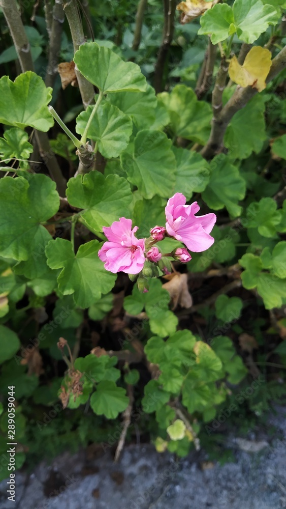Flower in Nepali Garden Flower in Nepali Garden