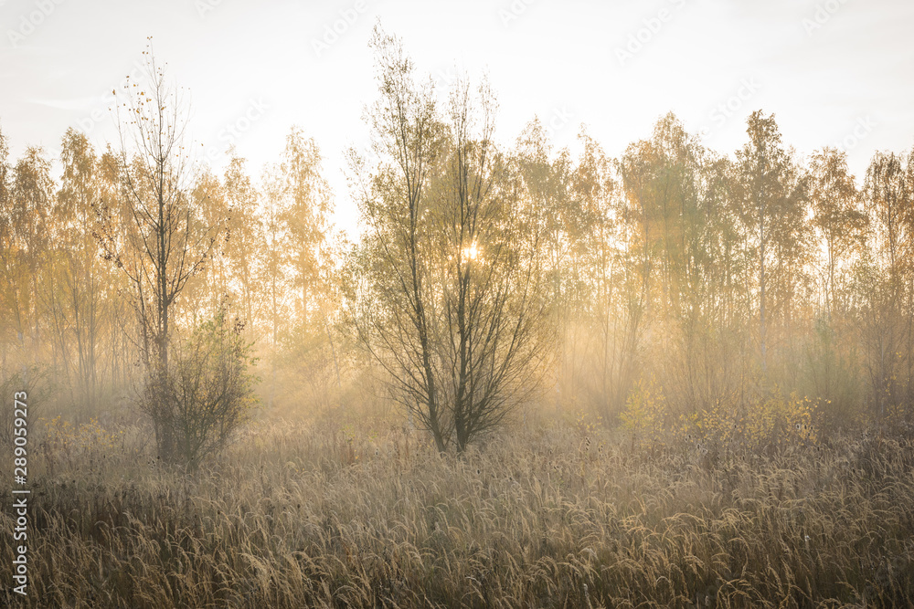 Sonne scheint durch Bäume und Nebel auf ein Feld im Herbst