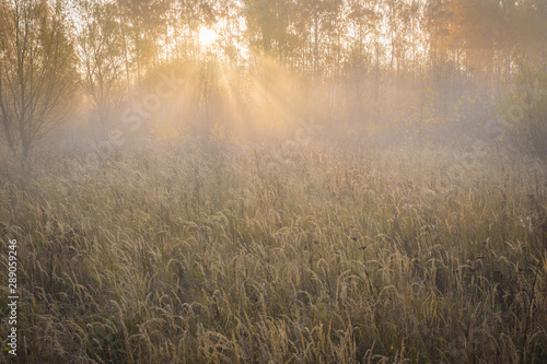 Sonne scheint durch Wald und Nebel auf Feld im Herbst