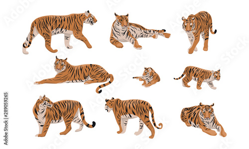 Set of realistic tiger and cubs in different poses. The tiger stands  lies  goes  hunts. Animals of Asia. Panthera tigris. Big cats. Predatory mammals. 