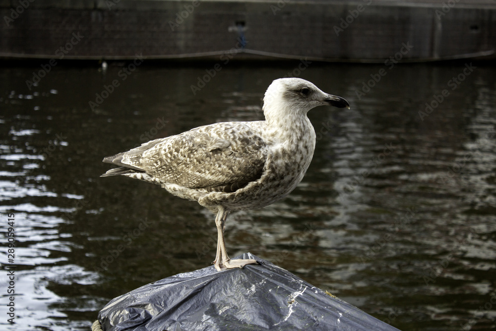 Obraz premium Seagulls in Amsterdam