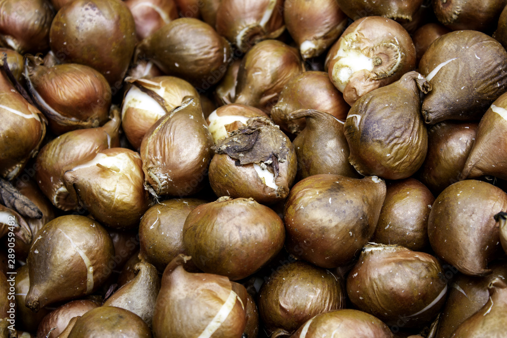 Bulbs in a market Bulbs in a market