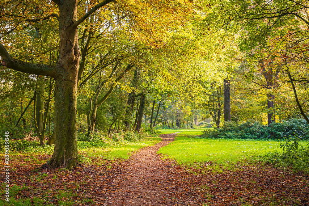 Forest path through Autumn landscape