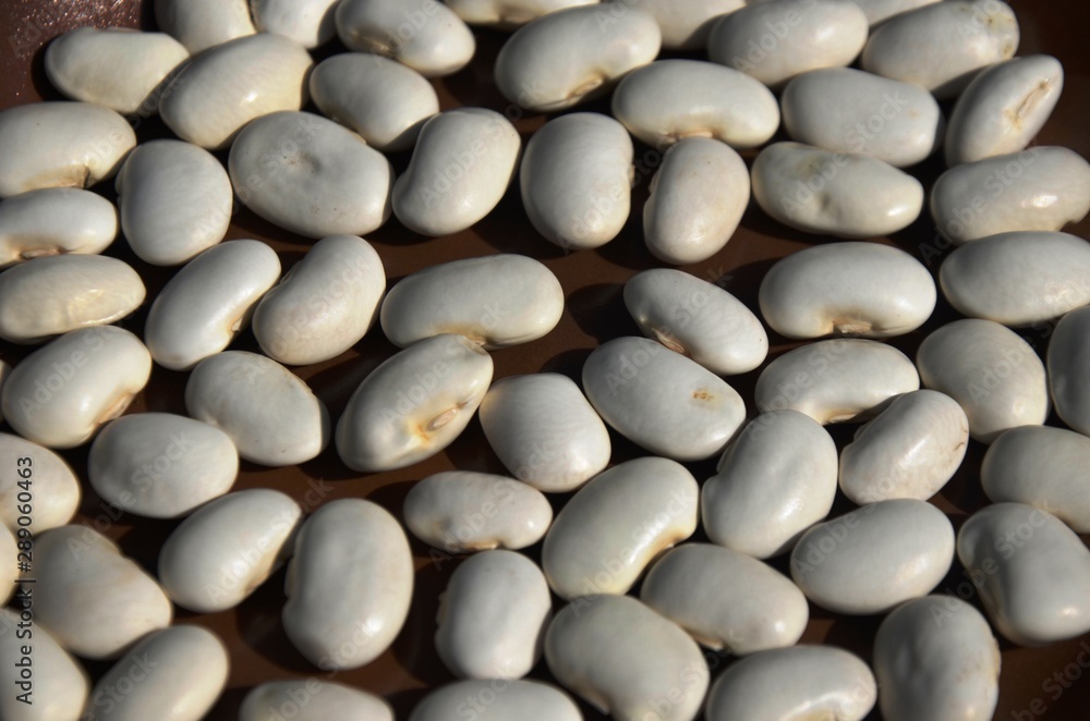 White beans. nutrition. food. eco-products in farm. Organic. Vegetarian. Health life White beans. nutrition. food. eco-products in farm. Organic. Vegetarian. Health life