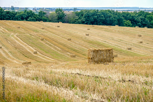 Rectangular straw briquettes after harvesting wheat on the field. Lines on the field extending into the distance.