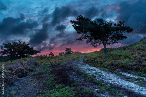 WInfrith and Tadnoll Nature Reserve, Dorset, England photo